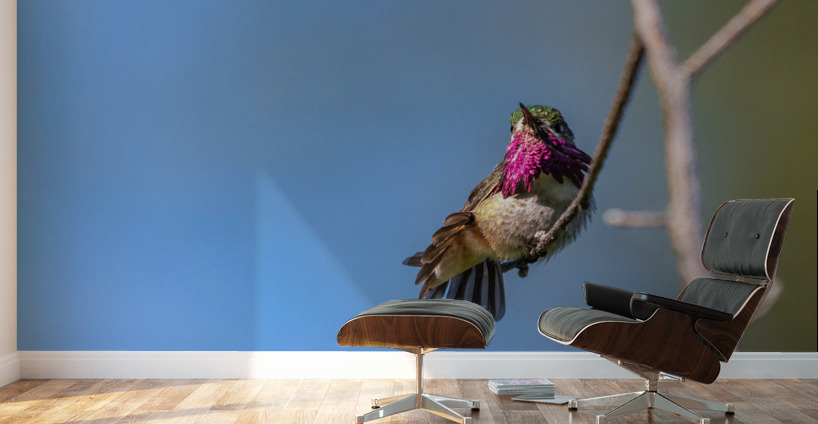 Male Calliope Hummingbird Wall Murals