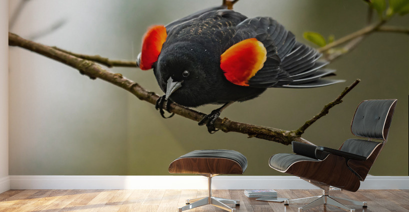 Male Red-Winged Blackbird Wall Murals