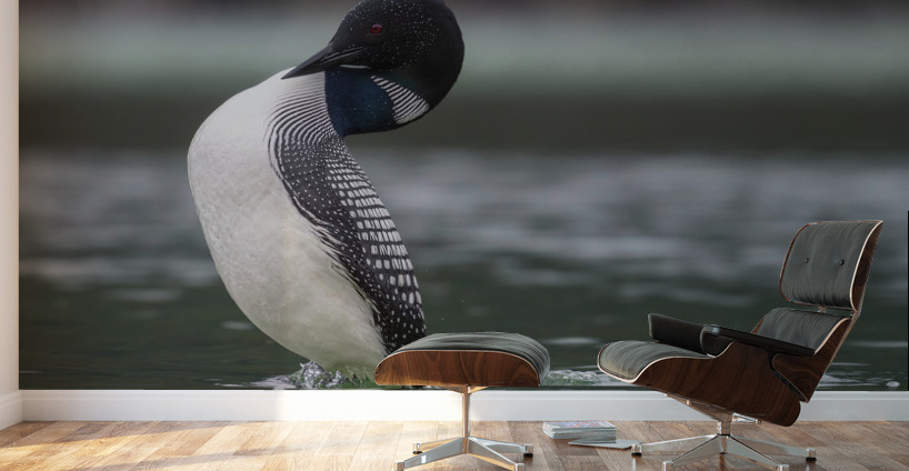 Common Loon Wall Murals