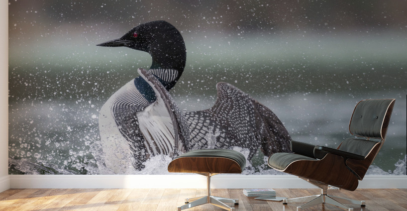 Common Loon Wall Murals