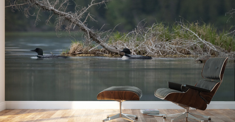 Common Loons Wall Murals