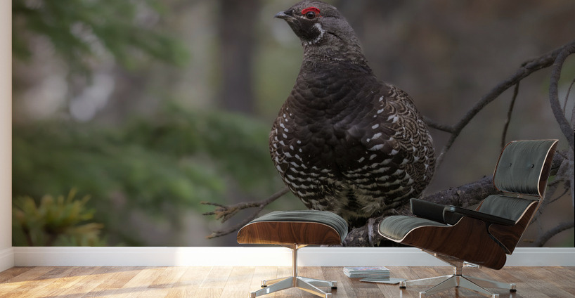 Male Spruce Grouse Wall Murals