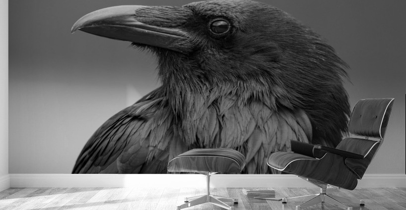 Raven Wall Murals