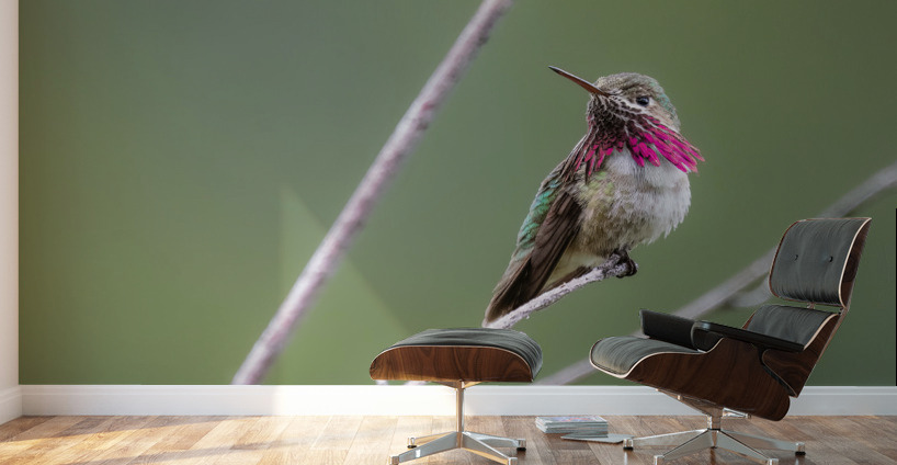 Male Calliope Hummingbird Wall Murals