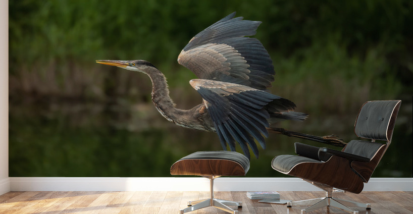 Great Blue Heron Wall Murals