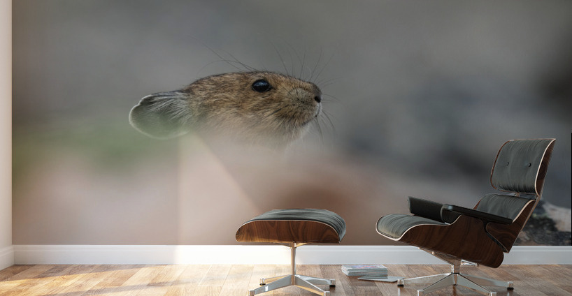 American Pika Wall Murals
