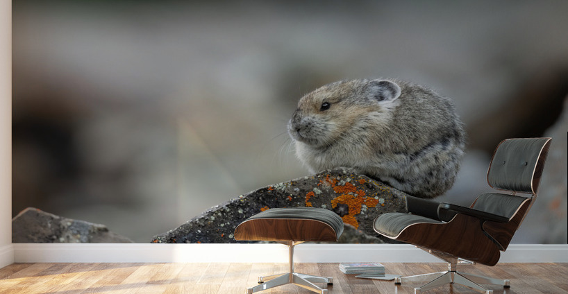 American Pika Wall Murals