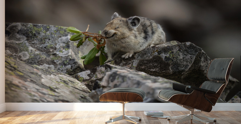 American Pika Wall Murals