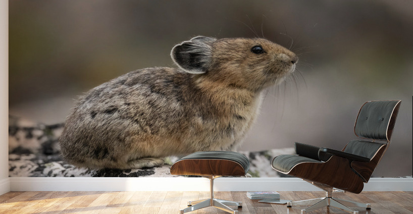American Pika Wall Murals