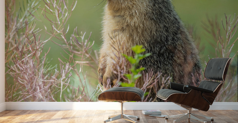 Yellow-bellied Marmot Wall Murals