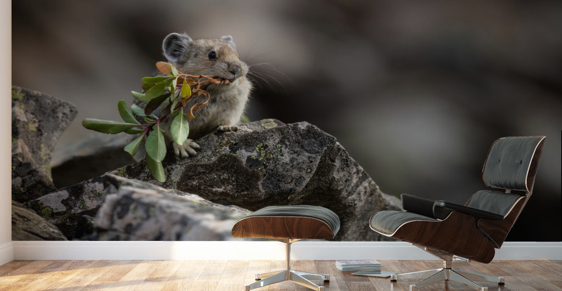 American Pika Wall Murals