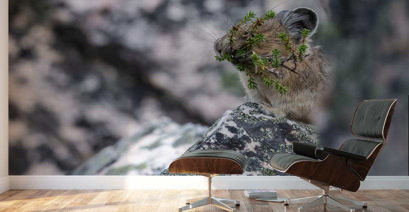 American Pika Wall Murals