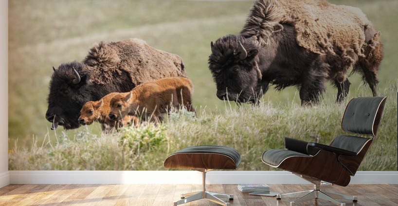 Female Bison with Calves Wall Murals