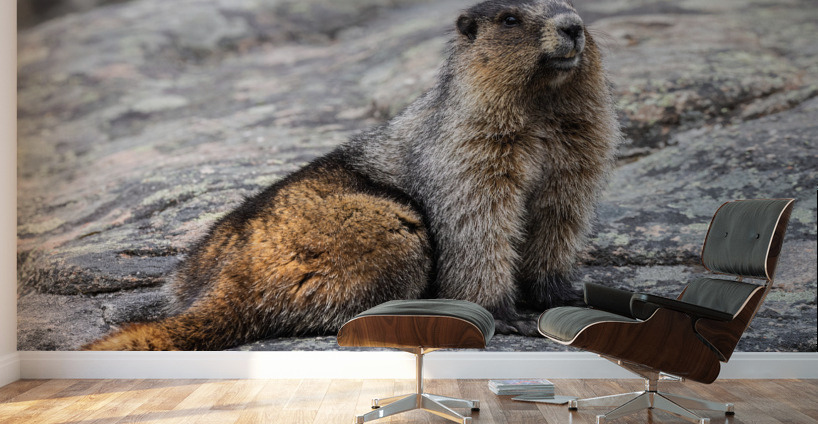 Hoary Marmot Wall Murals