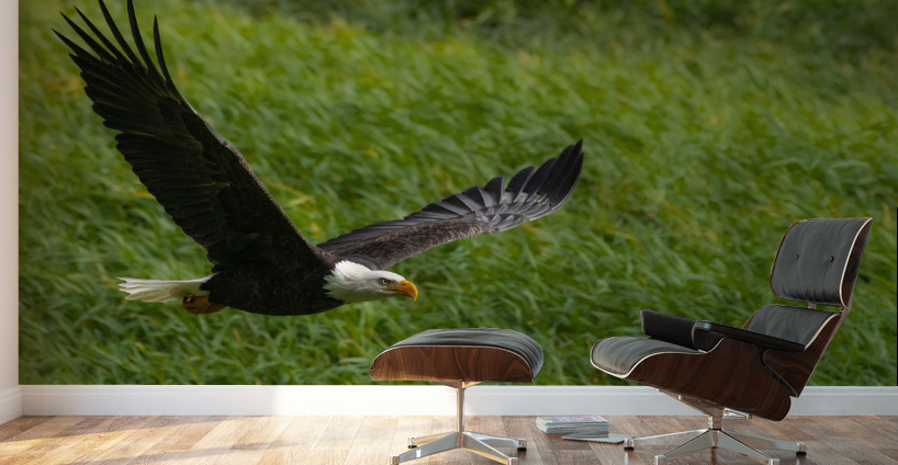 Bald Eagle Wall Murals
