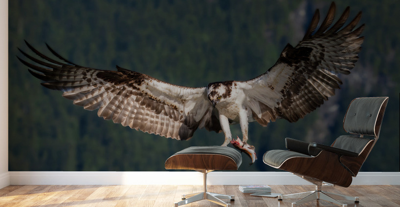 Osprey Wall Murals
