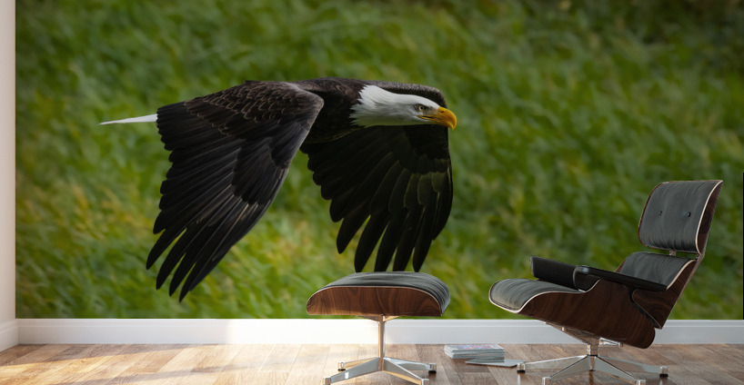 Bald Eagle Wall Murals