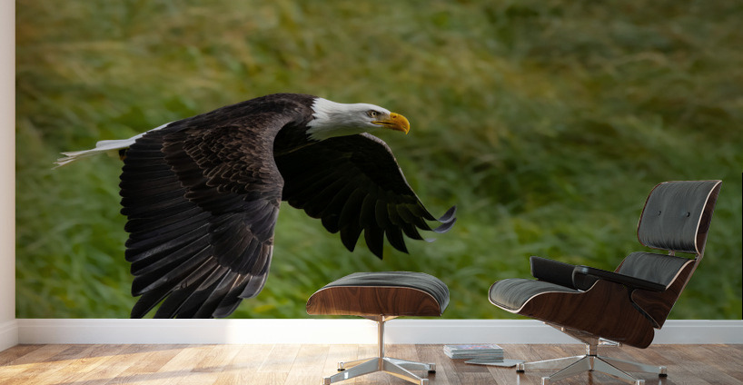 Bald Eagle Wall Murals