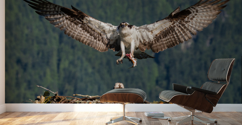 Osprey Wall Murals