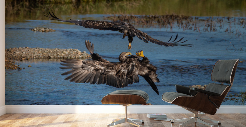 Juvenile Bald Eagles Wall Murals