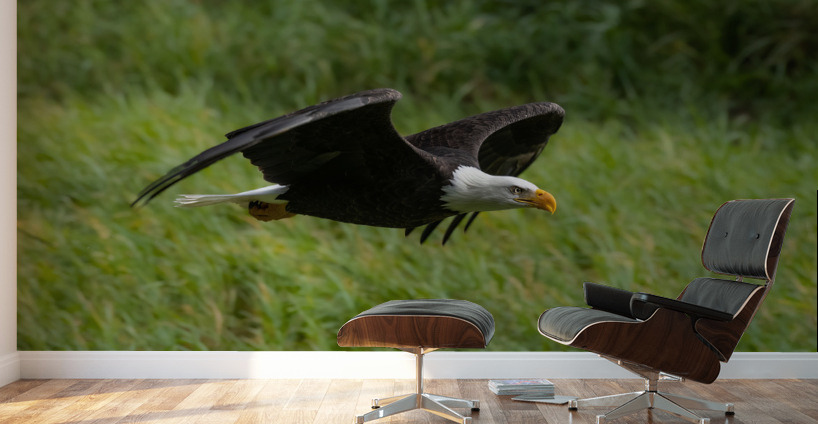 Bald Eagle Wall Murals