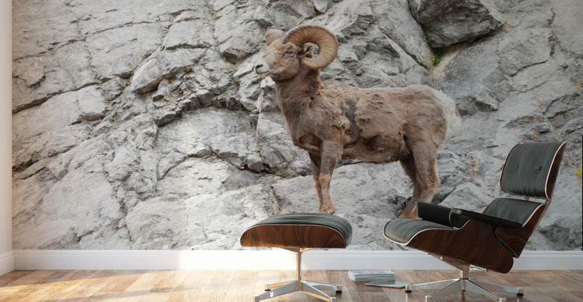 Bighorn Ram Wall Murals