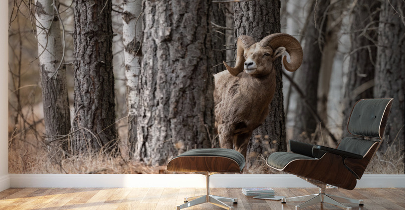 Bighorn Ram Wall Murals