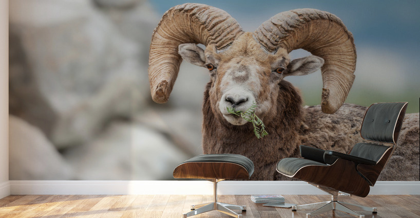 Bighorn Ram Wall Murals