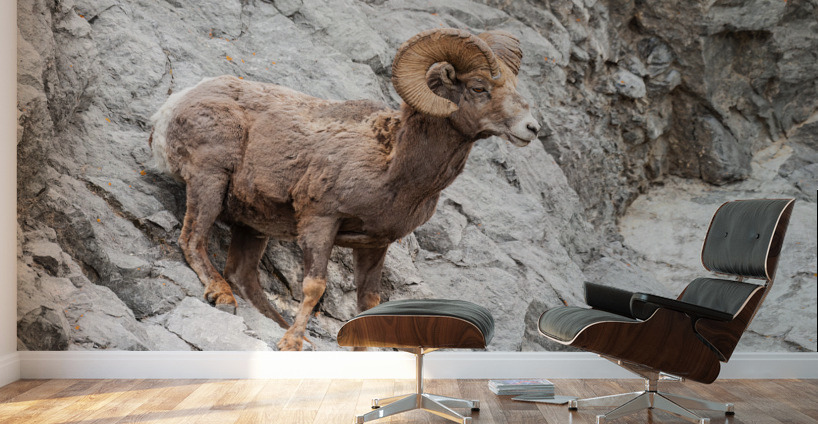 Bighorn Ram Wall Murals