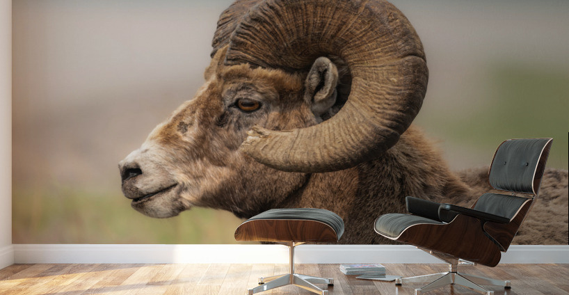 Bighorn Ram Wall Murals