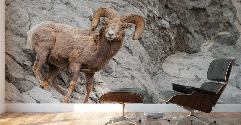 Bighorn Ram Wall Murals