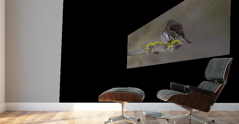 Northern Pygmy Owl Wall Murals