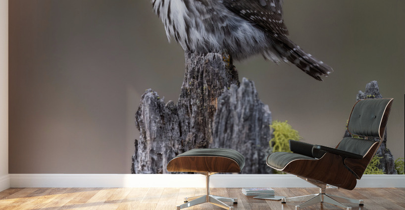 Northern Pygmy Owl Wall Murals