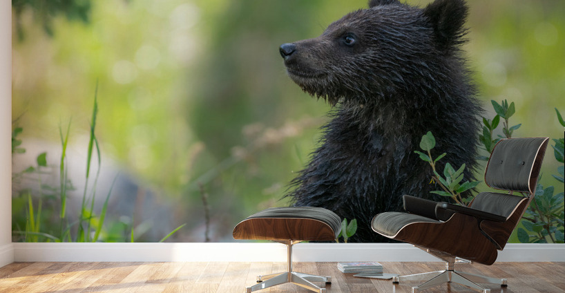 Grizzly Cub Wall Murals