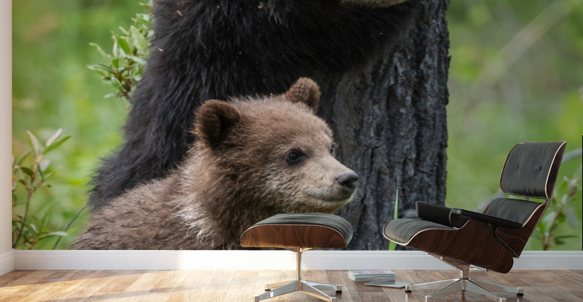 Grizzly Cubs Wall Murals