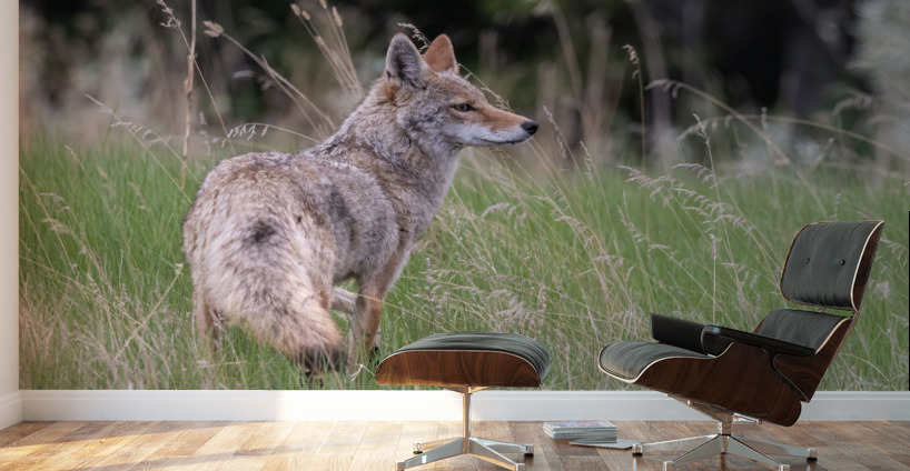 Coyote Wall Murals