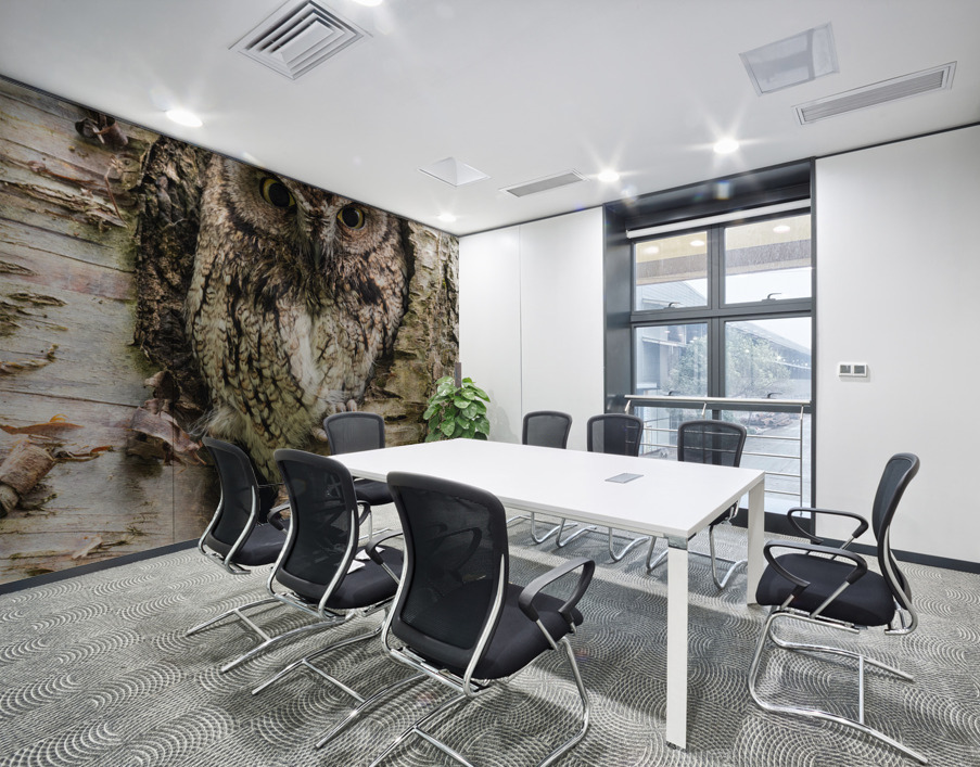 Western Screech Owl Wall Printing