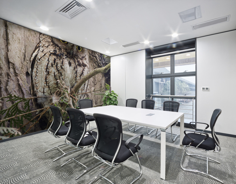 Western Screech Owl Wall Printing