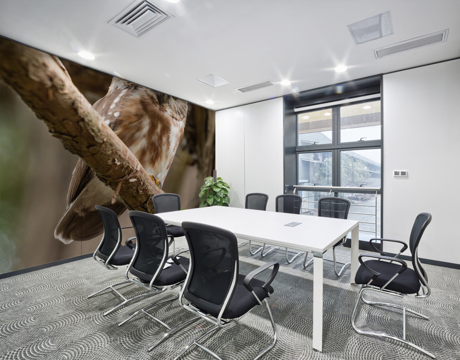 Northern Saw-Whet Owl Wall Printing