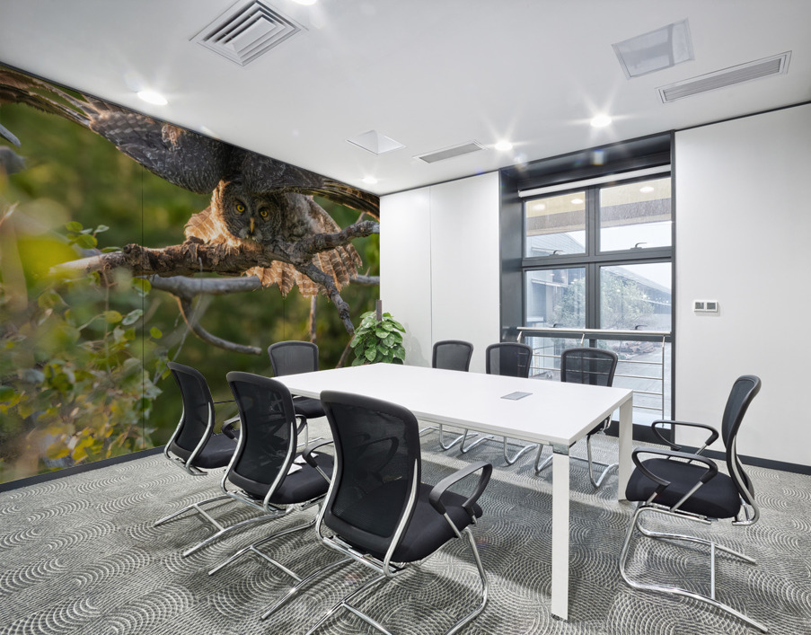 Great Gray Owlet Wall Printing