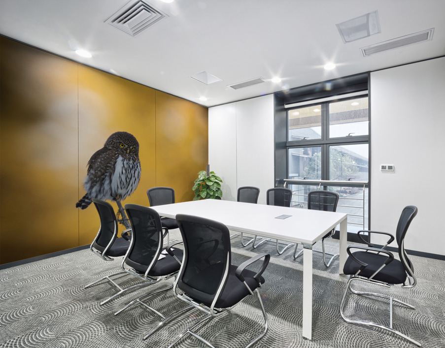 Northern Pygmy Owl Wall Printing