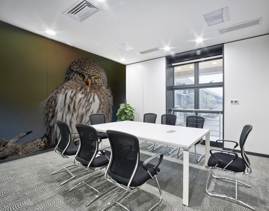 Northern Pygmy Owl Wall Printing
