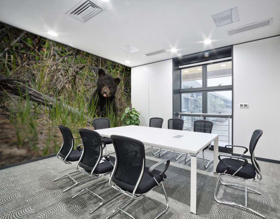 Black Bear Cub Wall Printing