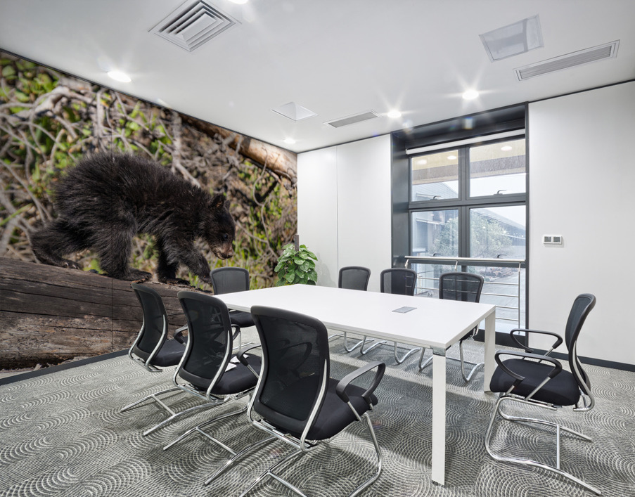 Black Bear Cub Wall Printing