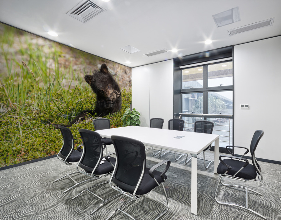 Black Bear Cub Wall Printing