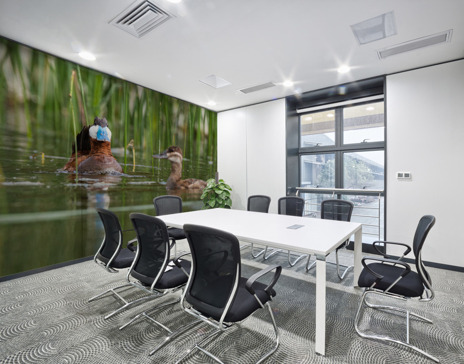 Ruddy Ducks Wall Printing