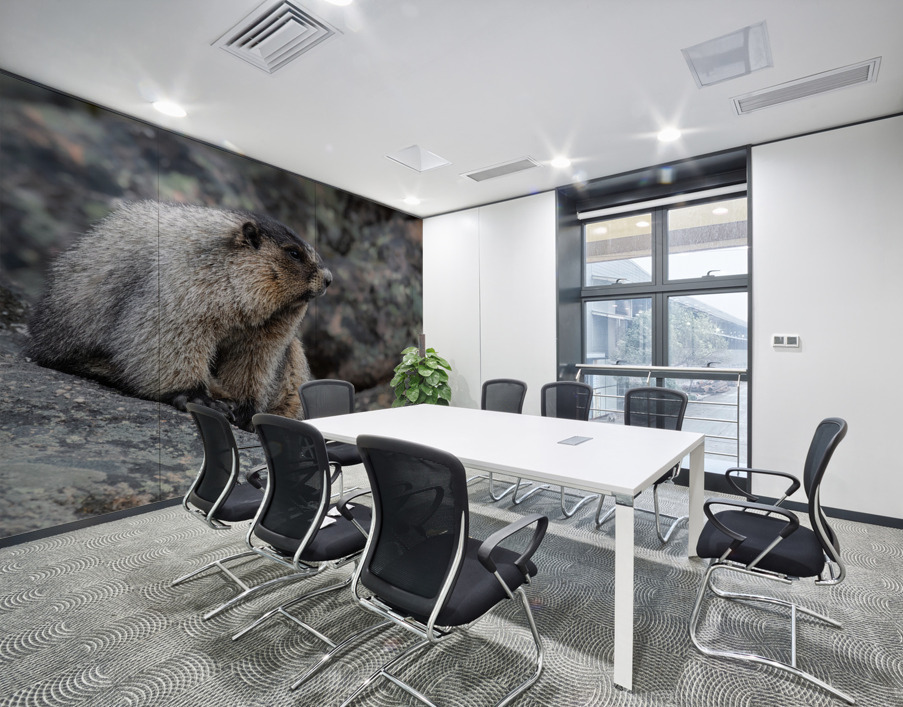 Hoary Marmot Wall Printing