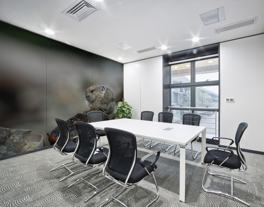 American Pika Wall Printing