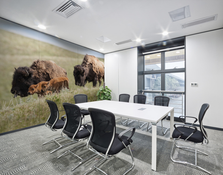 Female Bison with Calves Wall Printing
