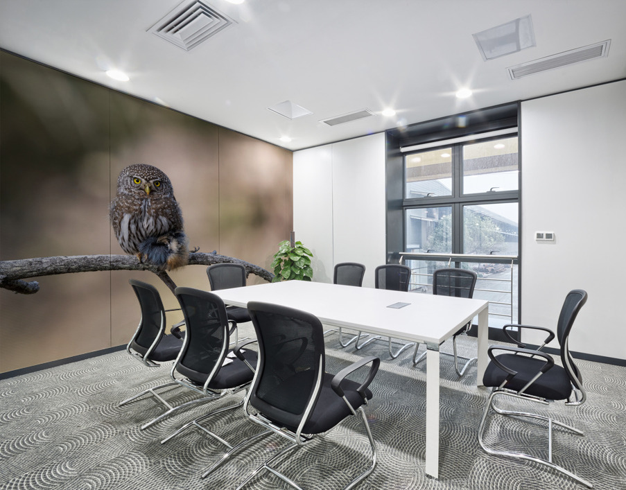 Northern Pygmy Owl Wall Printing
